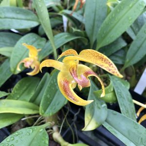 Bulbophyllum lobbii ‘Kathy's Gold’ AM/AOS