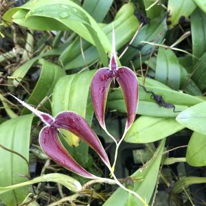 Bulbophyllum maxillare red/white form