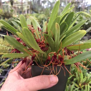 Masdevallia herradurae