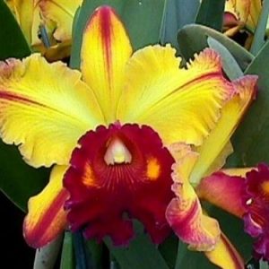 Rlc Toshi Aoki 'Pizzaz' AM/AOS