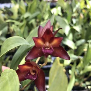 Bifrenaria Trish Rohl hybrid