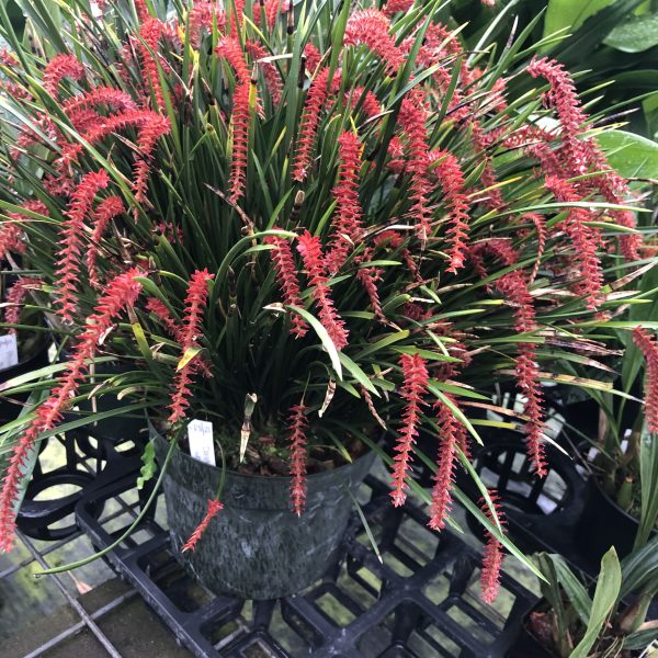 Dendrochilum wenzelii ‘Red’ - Image 3