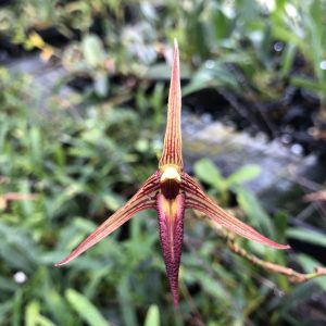Bulbophyllum digoelense ‘Maku’u’ HCC/AOS