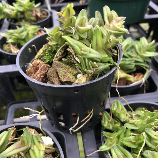 Epidendrum schlechterianum - Image 2