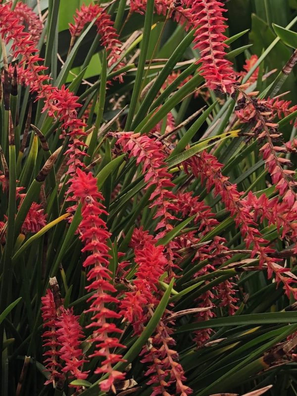 Dendrochilum wenzelii ‘Red’ - Image 2