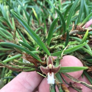 Maxillaria uncata