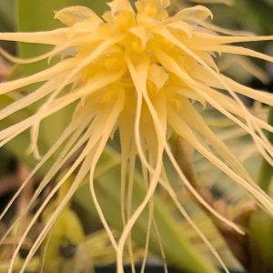Bulbophyllum vaginatum
