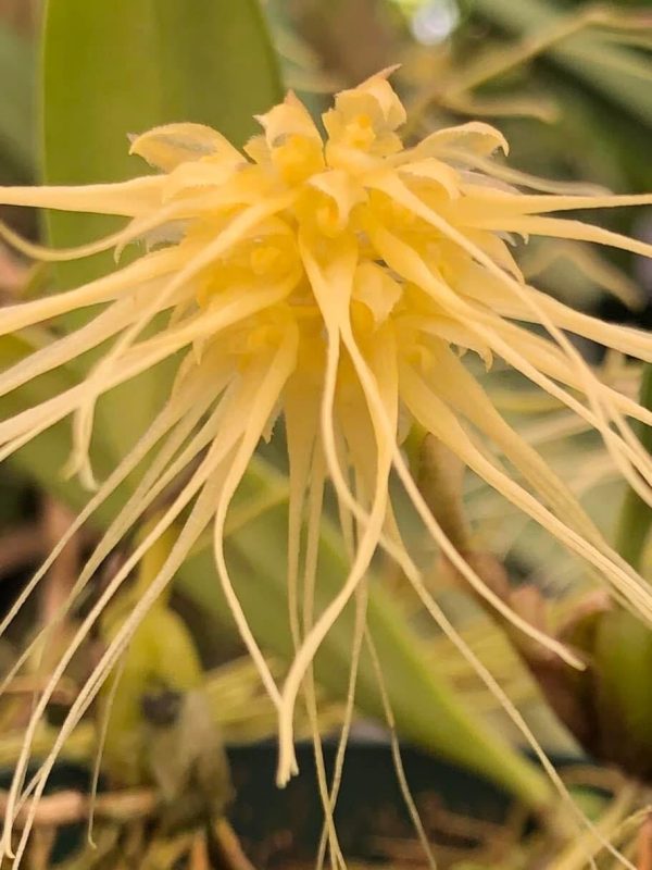 Bulbophyllum vaginatum