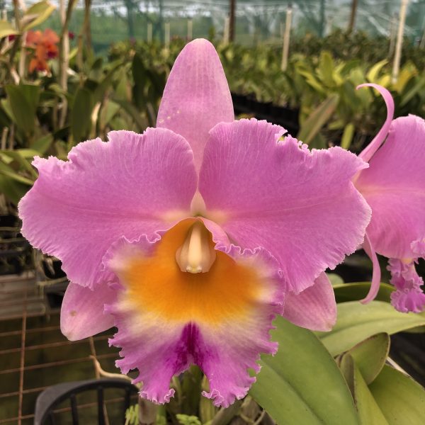 Rlc Mary Lupi ‘Volcano Pink’