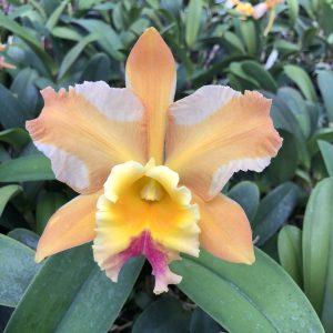 Rlc. Andy Urasaki ‘ Orange Flare’