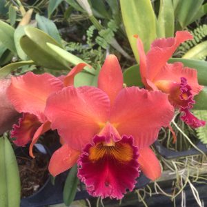 Rlc Sharon Forsythe ‘Orange-Red’