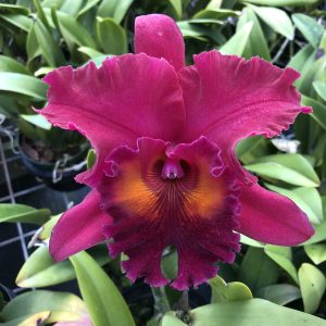 Rlc. Jeremy Island “Carmela”