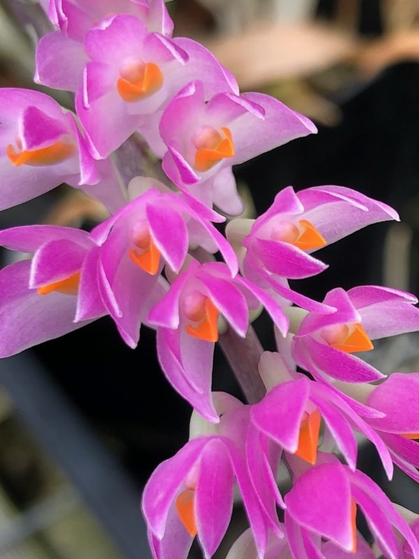 Dendrobium secundum ‘Pink x Alba’