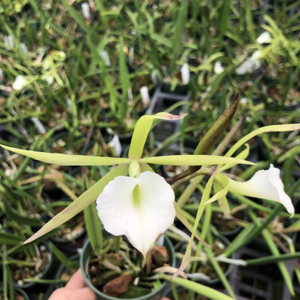 Brassavola Grand Stars “4N”