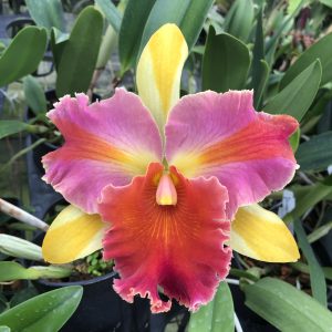 Rlc Amazing Thailand