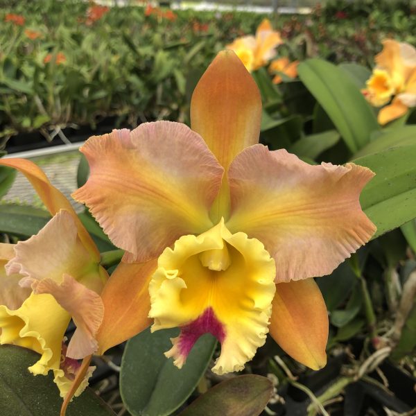 Rlc. Andy Urasaki ‘ Orange Flare’ - Image 2