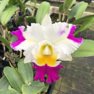 Rlc David Matsuura ‘Paradise’