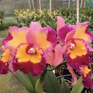Rlc Dick Smith ‘Paradise’
