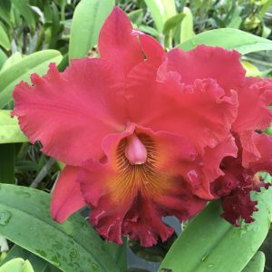 Rlc Taeko Tamaki ‘Volcano Red’