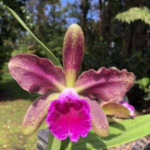 Rlc. Talan Lambert ‘Big’