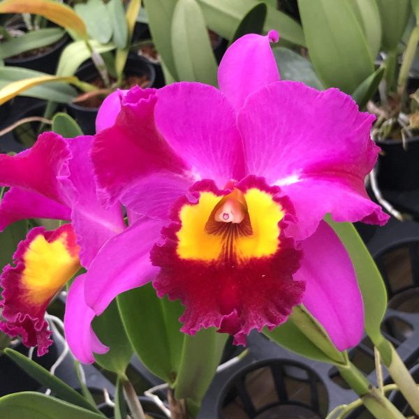 Rlc Dick Smith ‘Dark Beauty’