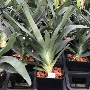Angraecum Lemforde White Beauty
