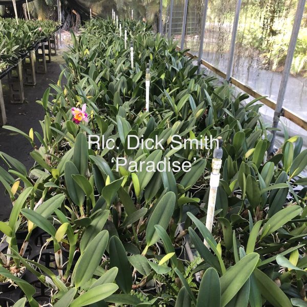Rlc Dick Smith ‘Paradise’ - Image 3
