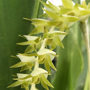 Dendrochilum magnum