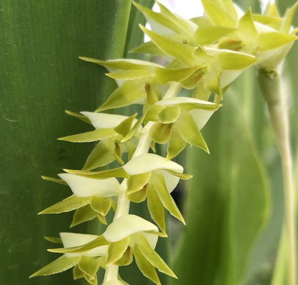 Dendrochilum magnum