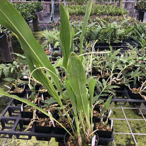 Dendrochilum magnum - Image 4