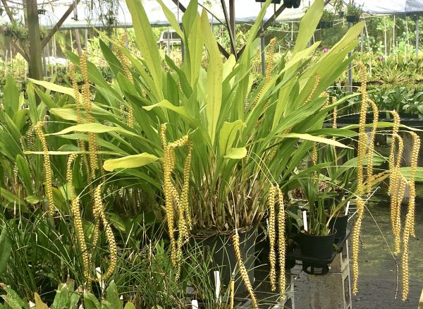 Dendrochilum magnum - Image 2