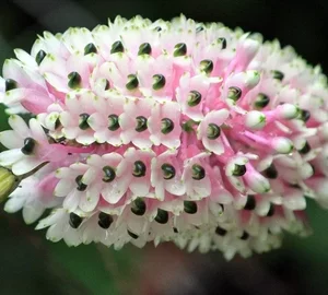 Dendrobium smilliae