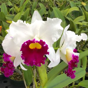 C. Chyong Guu Swan “Ruby Lip”