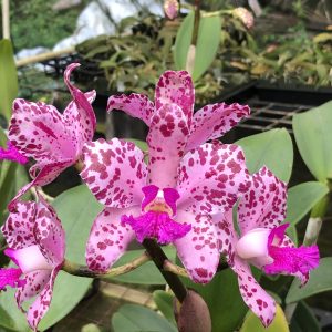 C. amethystoglossa  ‘XXX’