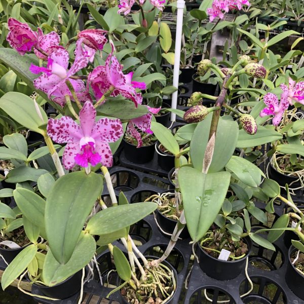 C. amethystoglossa  ‘XXX’ - Image 2